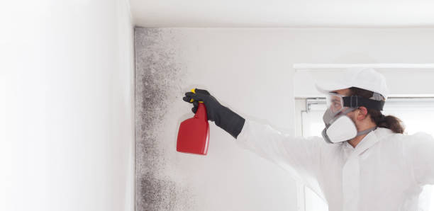 Best Black Mold Remediation in White City, UT