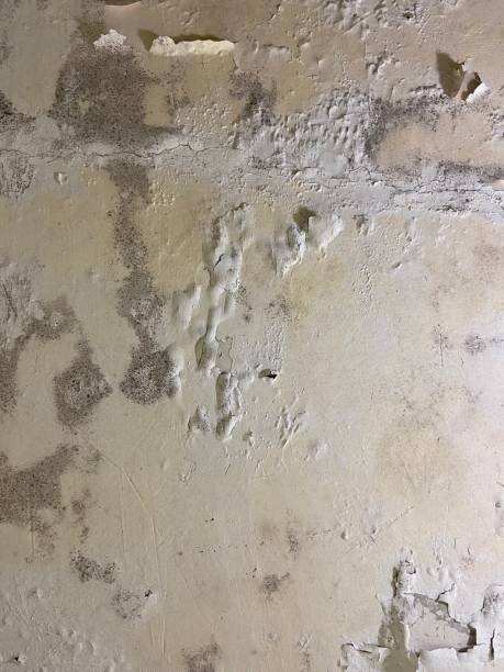 Best Health and Safety Mold Remediation in White City, UT