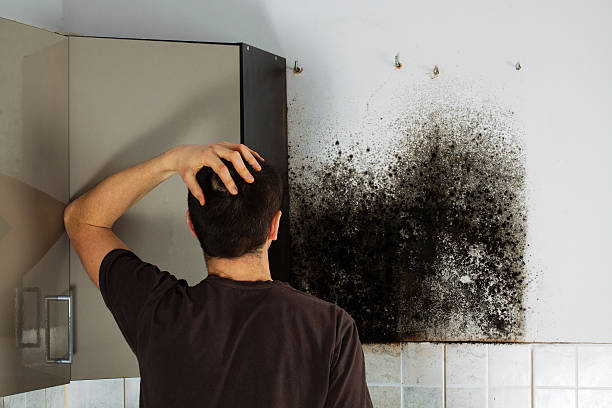 Best Mold Remediation for Schools in White City, UT